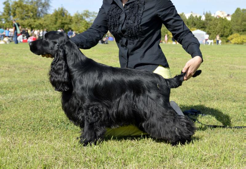 Been Born for Victory | English Cocker Spaniel 