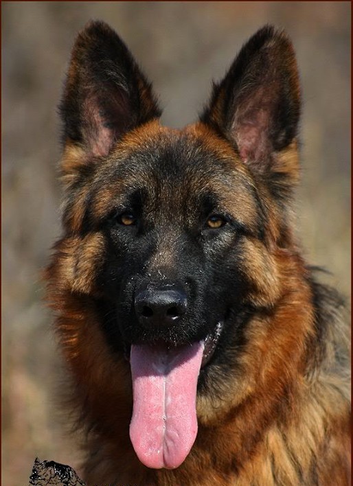 Yurgonis Grizli | German Shepherd Dog 