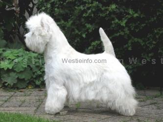 Royal Diva vom Deipen Brook | West Highland White Terrier 