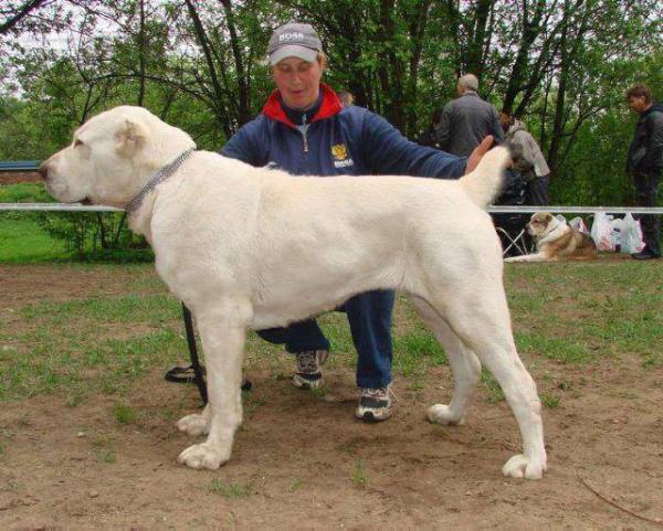 Enish Kuna | Central Asian Shepherd Dog 