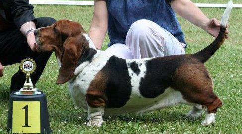 Betty Zarzarroza | Basset Hound 