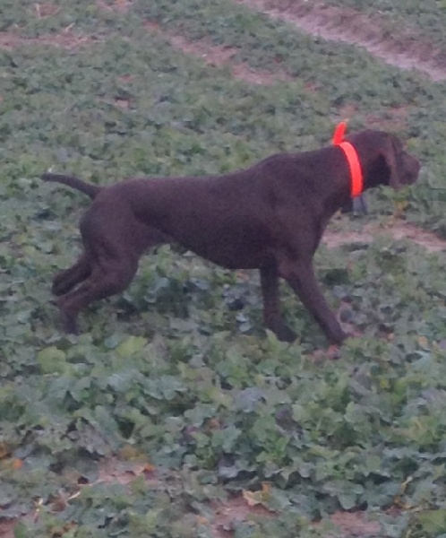 Gazelle du Clos des Morandes | German Shorthaired Pointer 