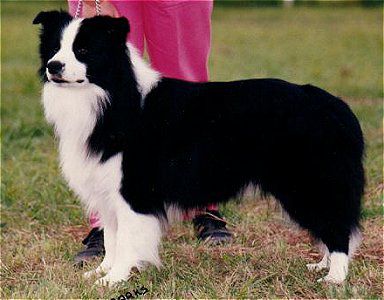 Beechwood Boots N'all | Border Collie 