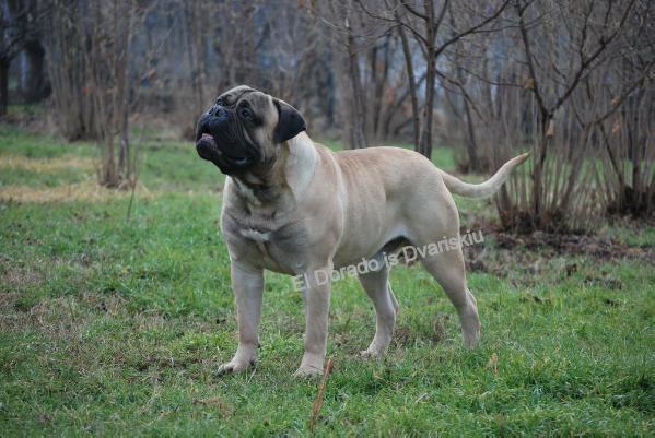 El Dorado is Dvariskiu | Bullmastiff 