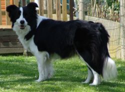 Wayside Making Waves At Marquee | Border Collie 