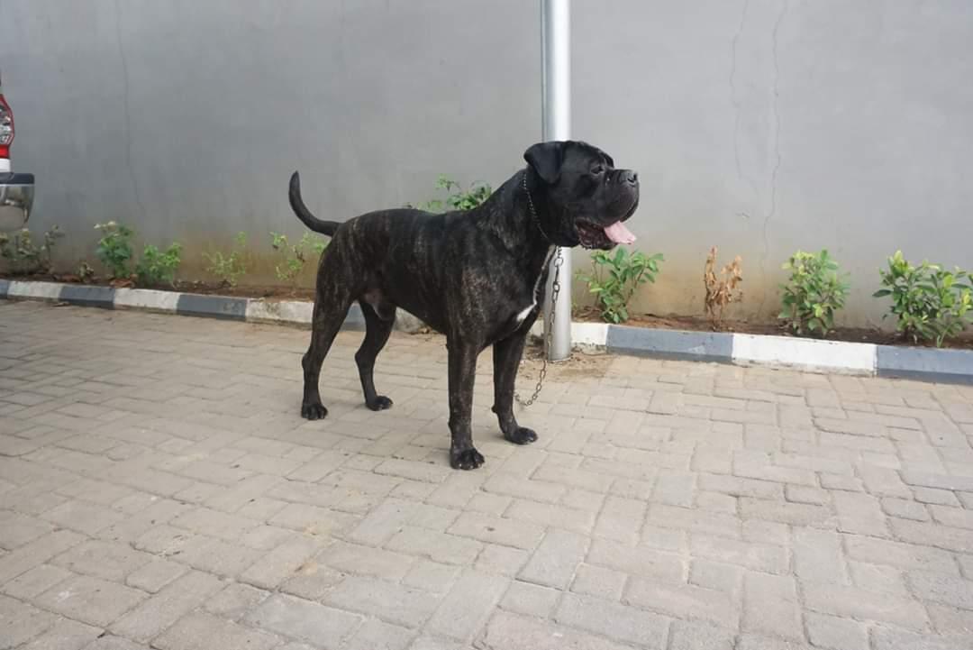 Born like a wolf | Cane Corso 