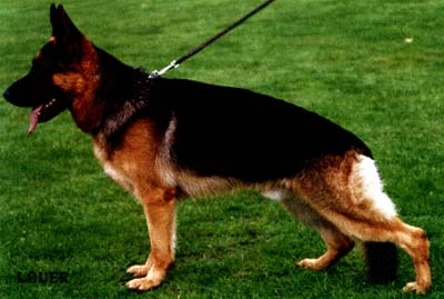 Galan von der Urbecke | German Shepherd Dog 