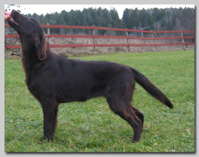 Tarpilens Burnt To A Crisp | Flat-Coated Retriever 