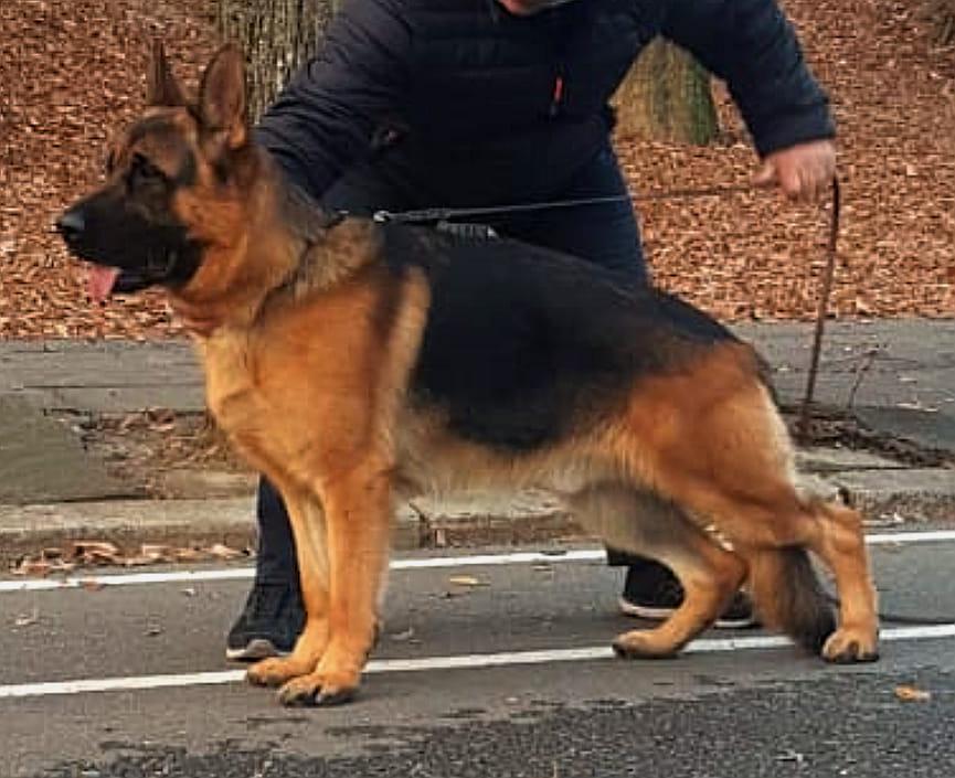 Wolf von Mafi Haus | German Shepherd Dog 