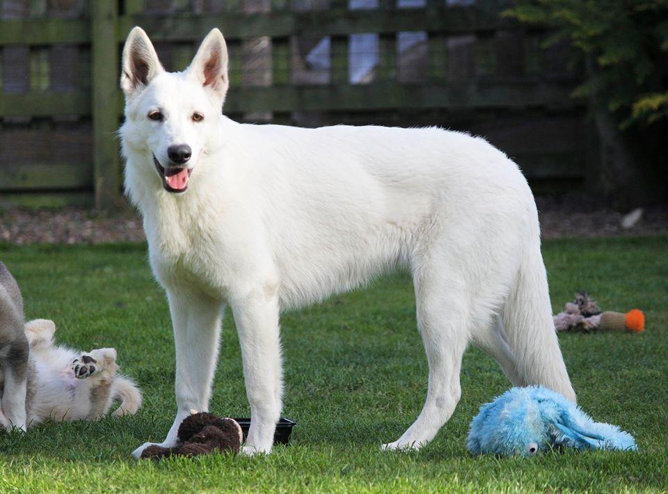 Vivid Daydream Fireborn | White Swiss Shepherd Dog 