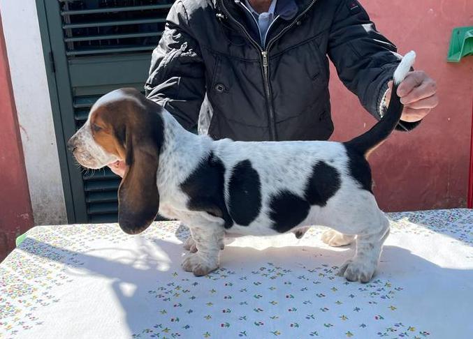 TERRA D'ORFILI TITO | Basset Hound 