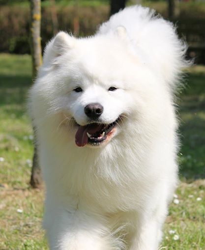 Nox-Poli Witty Wally | Samoyed 