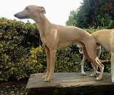 Zilphas CRADLE OF LIFE | Whippet 