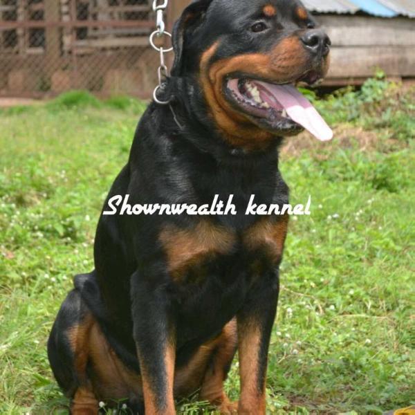 Tommy miki rott | Rottweiler 