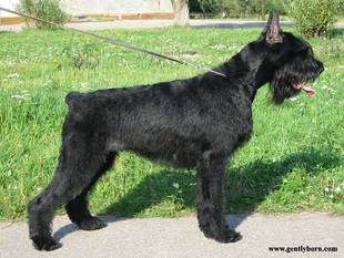 Gently Born Great To Faim | Giant Schnauzer 