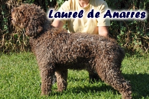 Laurel de Anarres | Spanish Water Dog 