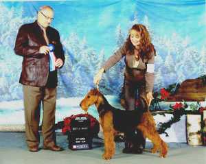 Princedale’s Red Rose Rosalie | Airedale Terrier 