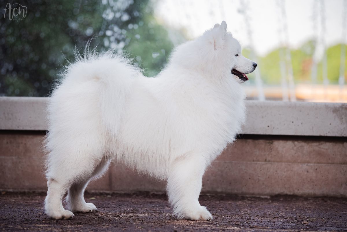 ANJOUAN OF EDDIE Northern Fluff | Samoyed 