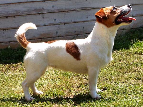 Picasso Jack Sweet America | Jack Russell Terrier 