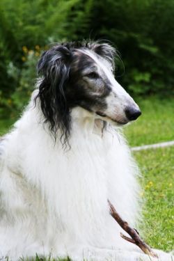 Lynx Spirit of the Tiger | Borzoi 