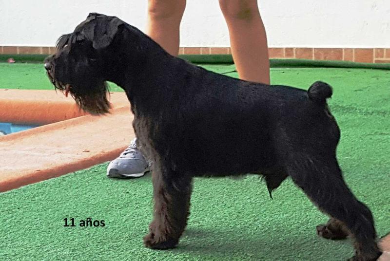 Compus Sui BOHEMIO | Miniature Schnauzer 