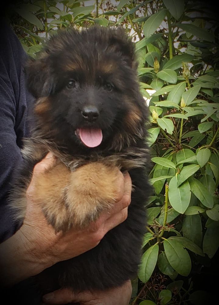 Harry vom Acelin | German Shepherd Dog 