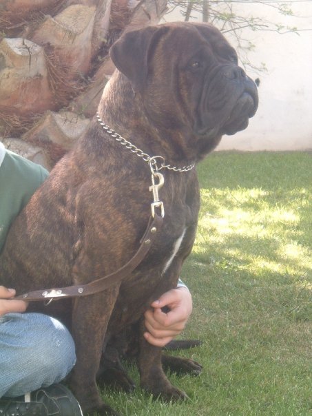 HANNA MERA DA CASA DA PEDRA BELA | Bullmastiff 