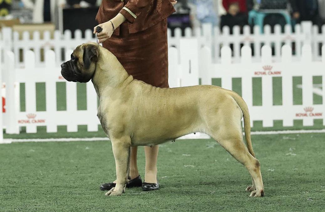 Bullheaven's Amazonian Girl | Bullmastiff 