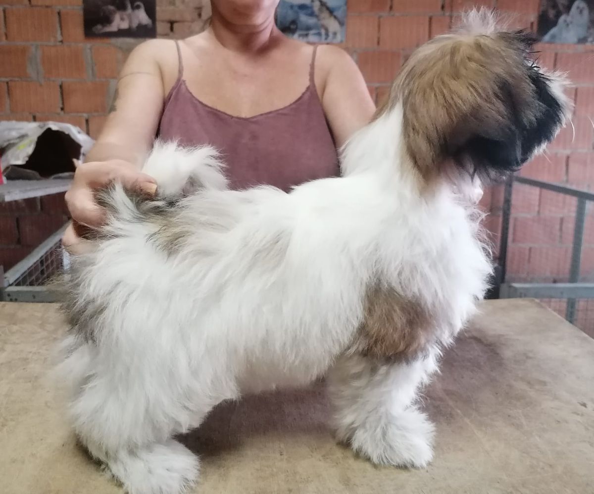 BIMBA DEL RANCH ALBA | Shih Tzu 