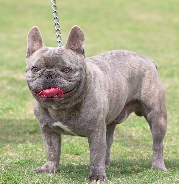 RRBullyz Dr. Freeze | French Bulldog 