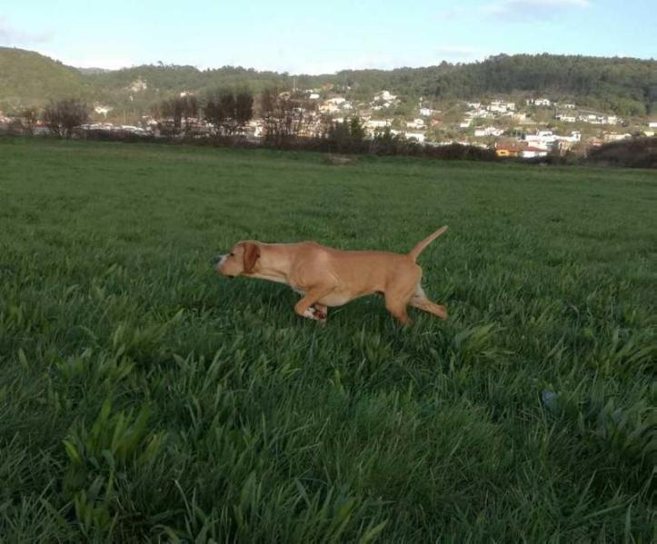 Nilo do Verde Pino | Portuguese Pointer 