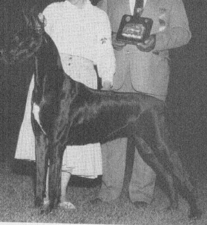 Haltmeier Uno's Valentine | Great Dane 