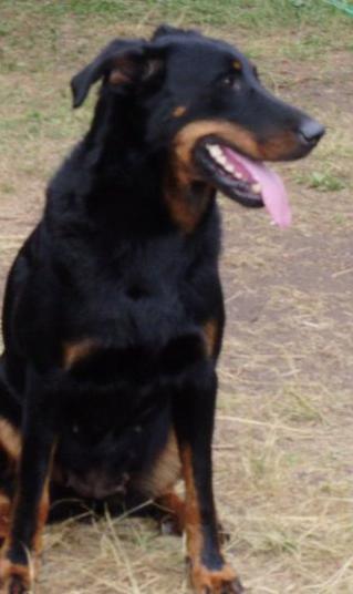 Cigale des Assiers | Beauceron 