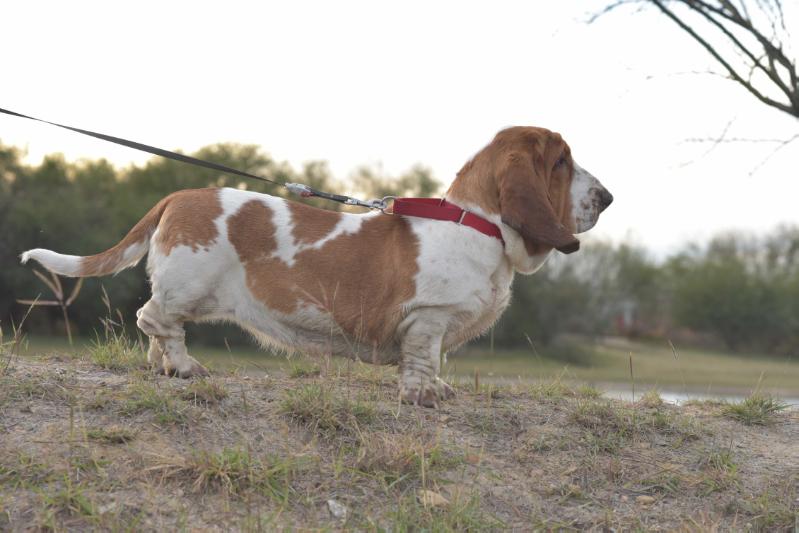 Susana z Sennej Krainy | Basset Hound 