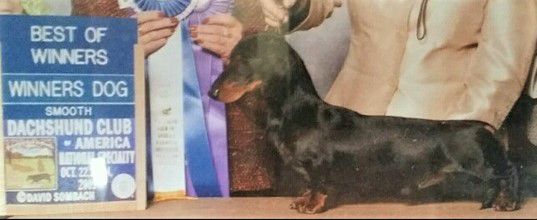 Tudorglen's Yes We Can ms | Dachshund 
