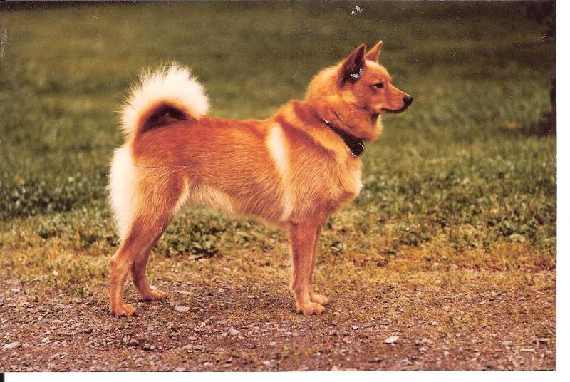 PIPSA SF. 17648K/81 | Finnish Spitz 