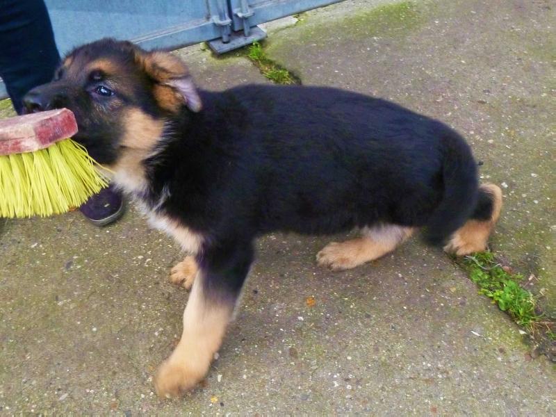 Lerry von der Glockenheide | German Shepherd Dog 