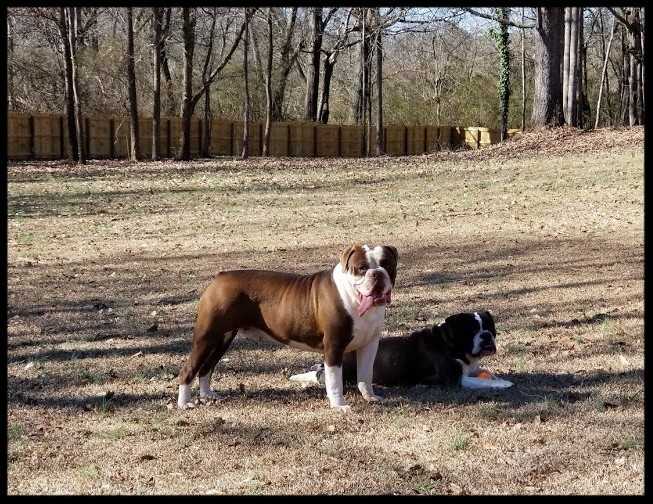 Redclay's Chucky Brown of Lee's | Olde English Bulldogge 