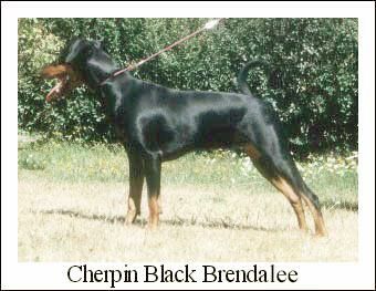 Cherpin BLACK BRENDALEE | German Pinscher 