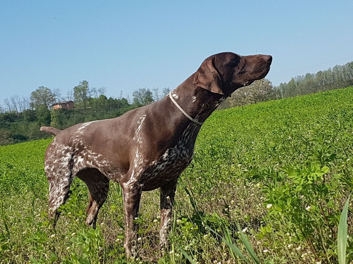 Pradellinensis Rosso | German Shorthaired Pointer 