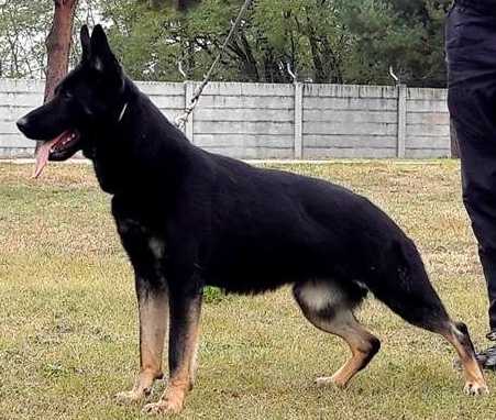 Pira z Jahelu | German Shepherd Dog 