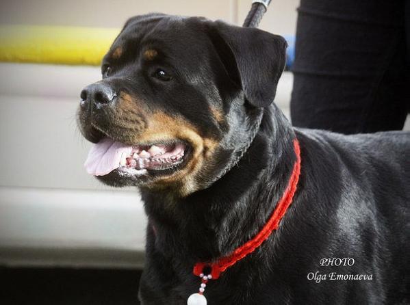 Virdzhi iz Kurgan Grada | Rottweiler 