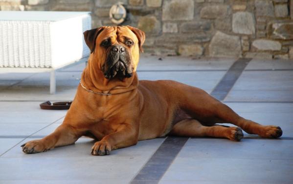 Coco Channel di Caneguardiano | Bullmastiff 