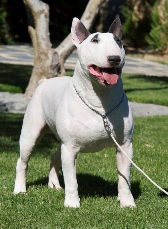 Megaville Signing Off | Bull Terrier 