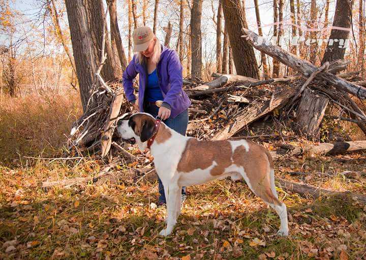 Orpheus du Grand Blettay | Saint Bernard 