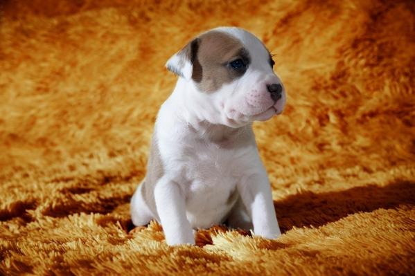 Djonem the First Angel | American Staffordshire Terrier 