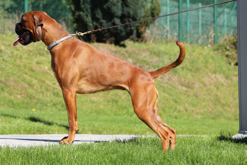 VESANIA Z Gangu Nieustraszonych FCI | Boxer 