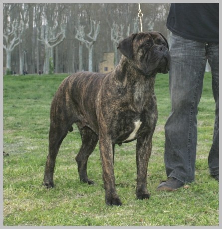 ABRIL DEL PIC DEL BAC | Bullmastiff 