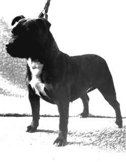 Jewelsman Donna Dolu | Staffordshire Bull Terrier 