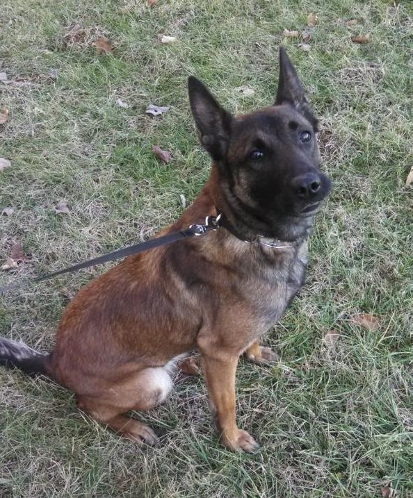 Bica From the Best Health | Belgian Malinois 